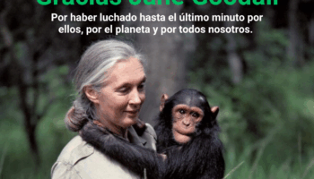 Proyecto Gran Simio, Fundación Animals Guardians y el Corredor Biológico Mundial lamentan profundamente la muerte de Jane Goodall