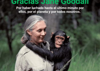 Proyecto Gran Simio, Fundación Animals Guardians y el Corredor Biológico Mundial lamentan profundamente la muerte de Jane Goodall