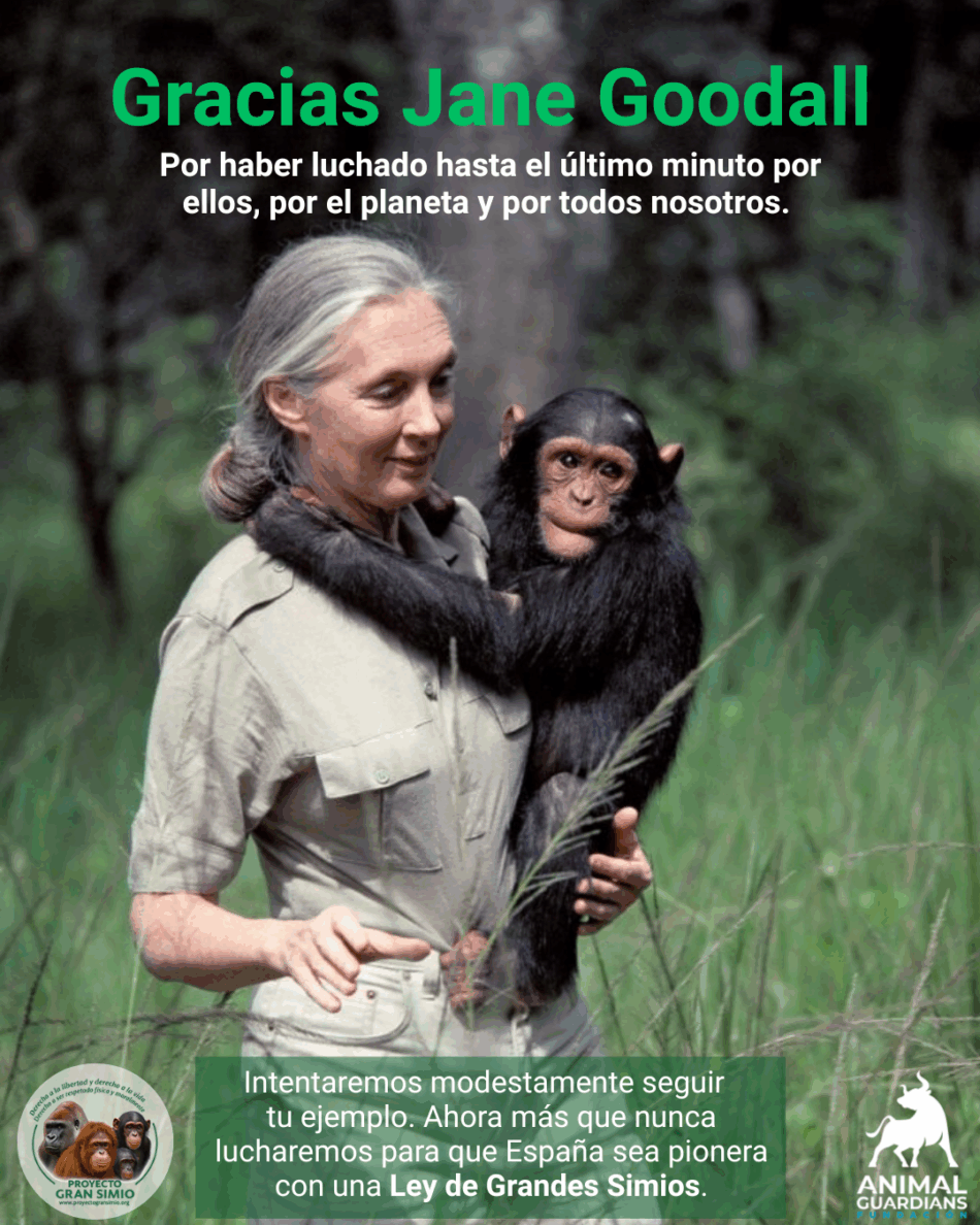Proyecto Gran Simio, Fundación Animals Guardians y el Corredor Biológico Mundial lamentan profundamente la muerte de Jane Goodall