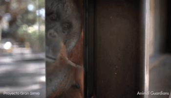El ministro Pablo Bustinduy recibirá a Proyecto Gran Simio y la Fundación Animal Guardians para abordar la Ley de Grandes Simios
