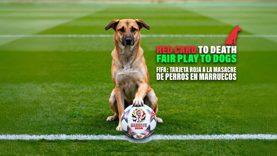 PACMA impulsa el envío masivo de cartas a la FIFA y a la Embajada marroquí para frenar la matanza de perros callejeros en Marruecos