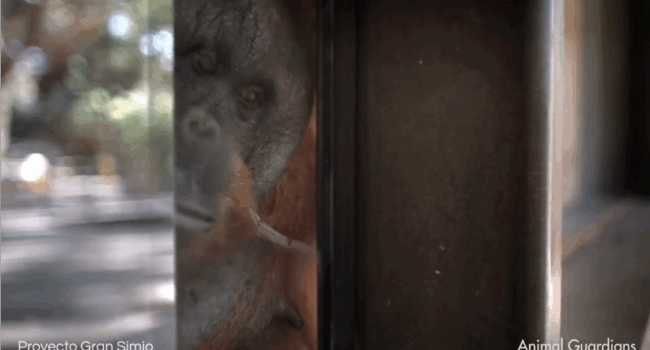 El ministro Pablo Bustinduy recibirá a Proyecto Gran Simio y la Fundación Animal Guardians para abordar la Ley de Grandes Simios