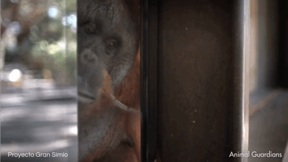 El ministro Pablo Bustinduy recibirá a Proyecto Gran Simio y la Fundación Animal Guardians para abordar la Ley de Grandes Simios