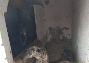 Indignación por una nueva desprotección de los perros utilizados para la caza, decisión que consideran “política”