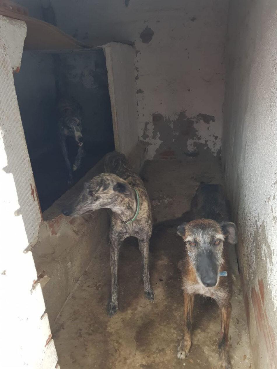 Indignación por una nueva desprotección de los perros utilizados para la caza, decisión que consideran “política”