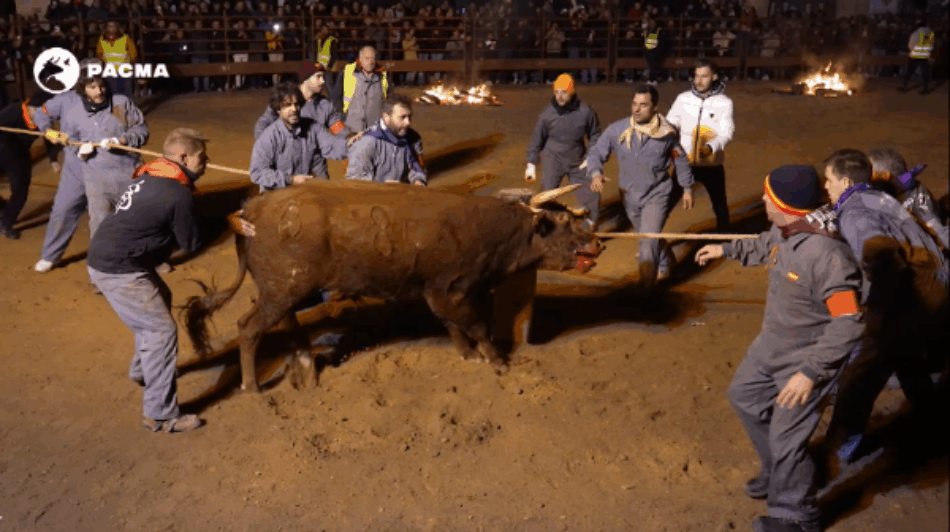El Partido Animalista solicita la recusación del magistrado ponente del Tribunal Supremo en el caso del Toro Júbilo