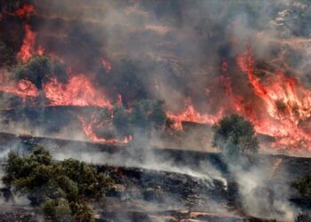 Ataques israelíes arrasan olivos, corazón agrícola palestino