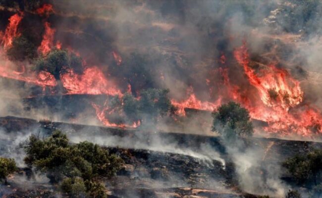 Ataques israelíes arrasan olivos, corazón agrícola palestino