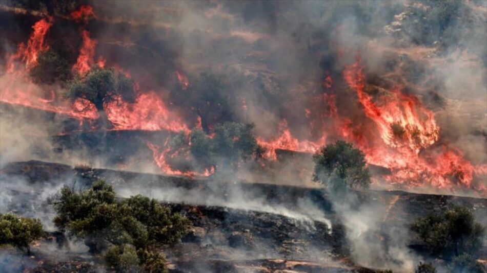 Ataques israelíes arrasan olivos, corazón agrícola palestino