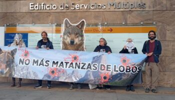 Grupo Lobo Asturias: «Una vez más, decimos no a las matanzas de lobos»