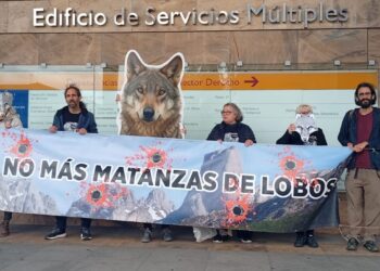 Grupo Lobo Asturias: «Una vez más, decimos no a las matanzas de lobos»