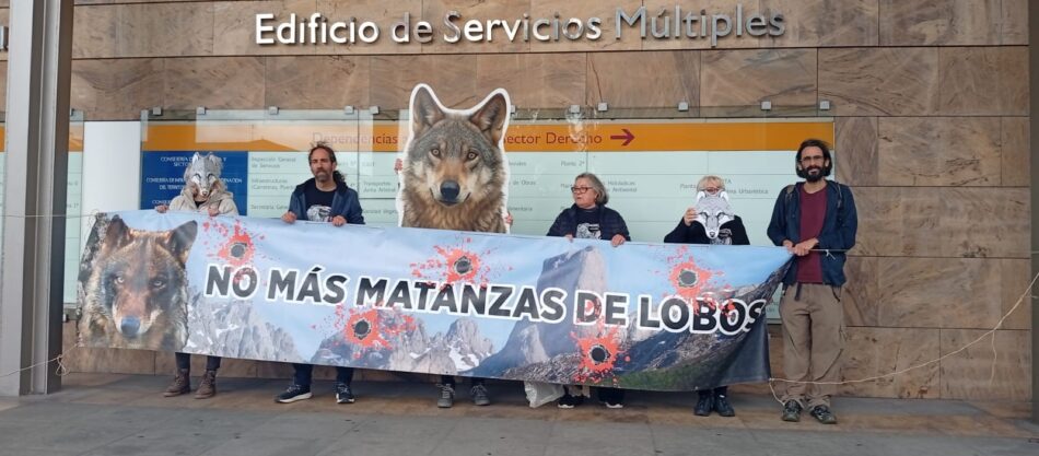 Grupo Lobo Asturias: «Una vez más, decimos no a las matanzas de lobos»