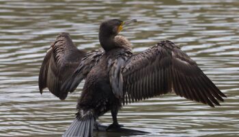 ONG ambientales exigen al Gobierno asturiano retirar de manera definitiva la autorización del control letal de cormoranes