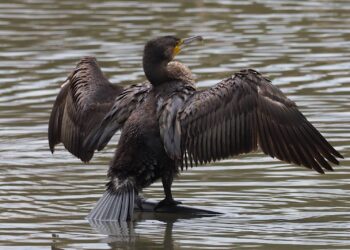 ONG ambientales exigen al Gobierno asturiano retirar de manera definitiva la autorización del control letal de cormoranes