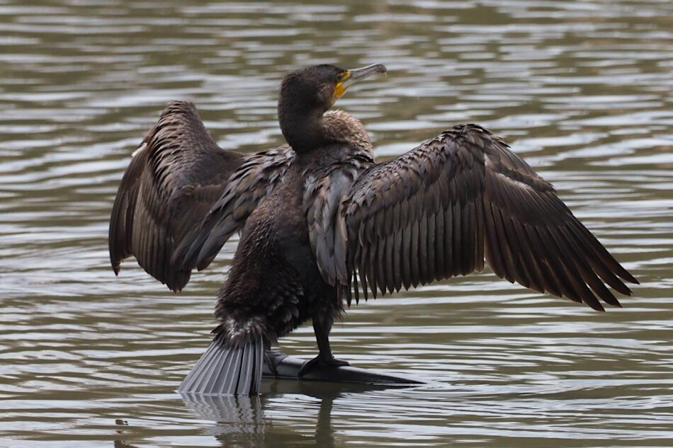 ONG ambientales exigen al Gobierno asturiano retirar de manera definitiva la autorización del control letal de cormoranes