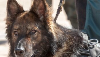 El Partido Animalista reclama la mejora urgente del bienestar físico y emocional de los cuatro perros de la Guardia Civil de Bailén