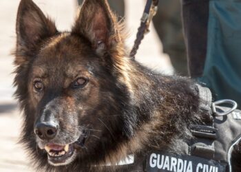 El Partido Animalista reclama la mejora urgente del bienestar físico y emocional de los cuatro perros de la Guardia Civil de Bailén