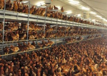 El brote de gripe aviar pone en el punto de mira los riesgos sanitarios y estructurales del modelo de ganadería industrial