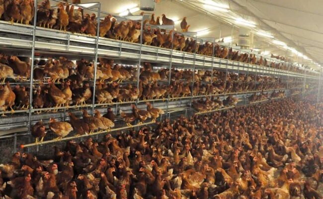 El brote de gripe aviar pone en el punto de mira los riesgos sanitarios y estructurales del modelo de ganadería industrial