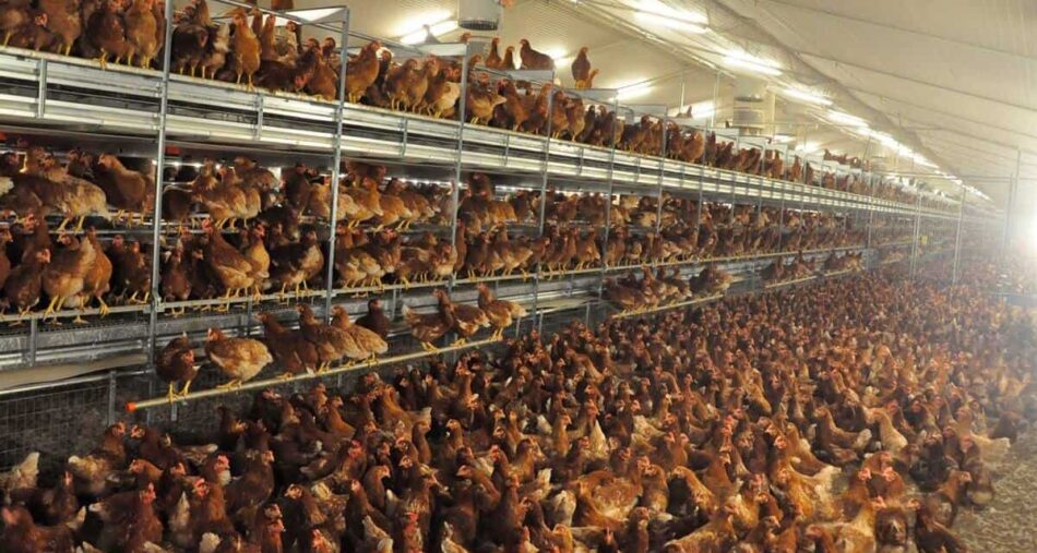 El brote de gripe aviar pone en el punto de mira los riesgos sanitarios y estructurales del modelo de ganadería industrial