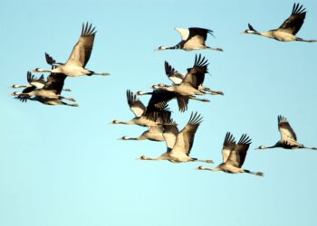 El centro de interpretación de La Moheda Alta, cerrado en plena temporada de invernada de las grullas