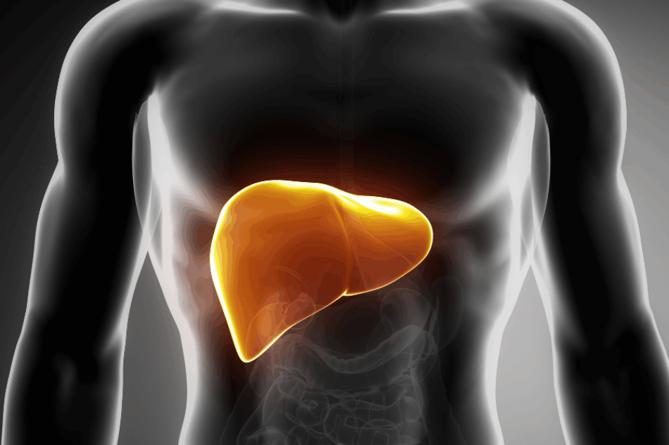 Un estudio revela la conexión entre hígado y cerebro en la enfermedad hepática metabólica