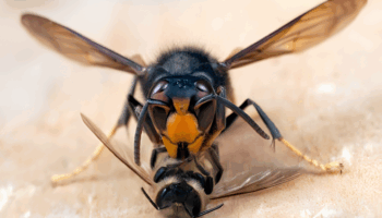 Gran depredadora en el norte de España: La avispa asiática devora colmenas, rompe el equilibrio natural y amenaza la salud