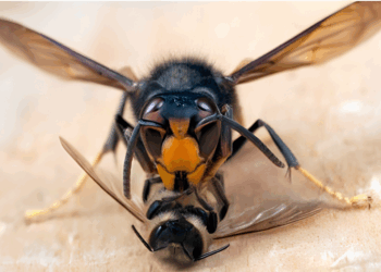 Gran depredadora en el norte de España: La avispa asiática devora colmenas, rompe el equilibrio natural y amenaza la salud