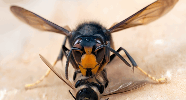 Gran depredadora en el norte de España: La avispa asiática devora colmenas, rompe el equilibrio natural y amenaza la salud