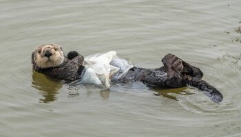 Las aves y tortugas marinas están altamente expuestas a plásticos letales