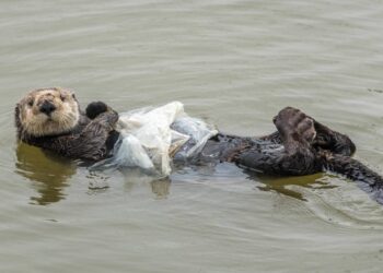 Las aves y tortugas marinas están altamente expuestas a plásticos letales