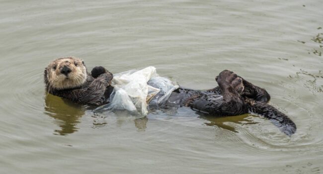 Las aves y tortugas marinas están altamente expuestas a plásticos letales