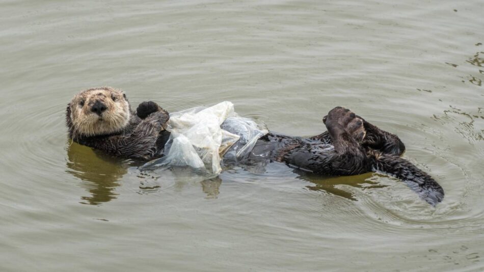 Las aves y tortugas marinas están altamente expuestas a plásticos letales