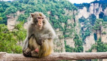 Los macacos son capaces de seguir el ritmo de la música