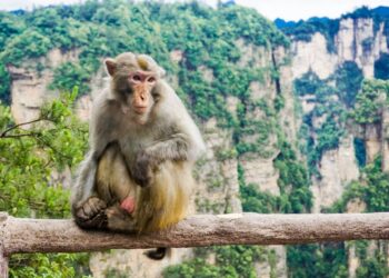 Los macacos son capaces de seguir el ritmo de la música