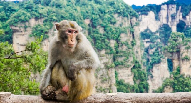 Los macacos son capaces de seguir el ritmo de la música