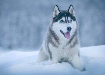 Los primeros perros ya mostraban gran diversidad hace 11.000 años