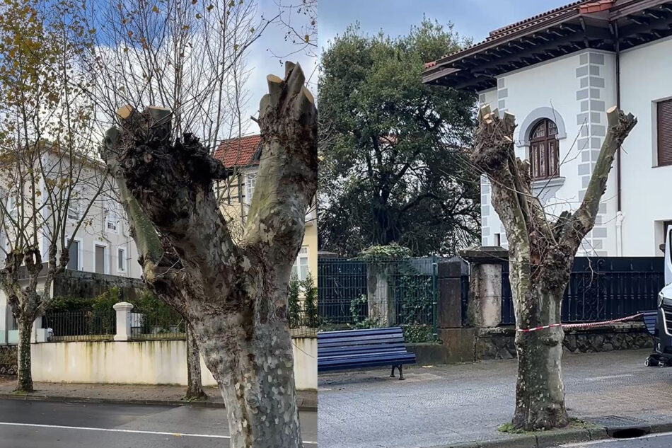 Cantabristas Santander denuncia podas agresivas y perjudiciales para el arbolado de la Avenida de Los Infantes