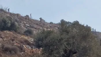 Cosecha palestina: colonos hieren a quienes la recogen, y a personal médico, periodistas, y activistas