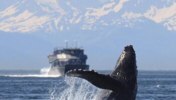 Solo el 16% de las áreas con grandes vertebrados marinos tiene protección frente al transporte