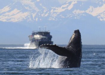 Solo el 16% de las áreas con grandes vertebrados marinos tiene protección frente al transporte