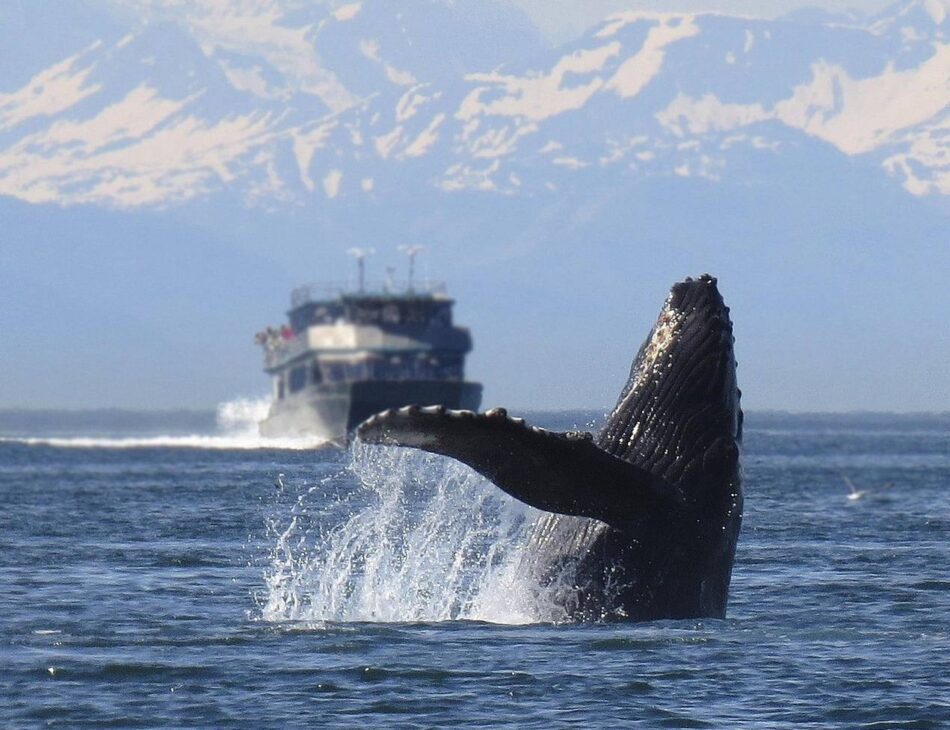 Solo el 16% de las áreas con grandes vertebrados marinos tiene protección frente al transporte