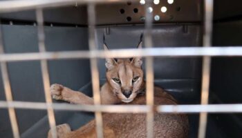 Ecologistas en Acción celebra el avance hacia un Listado Positivo que limitará la tenencia de animales silvestres en los hogares