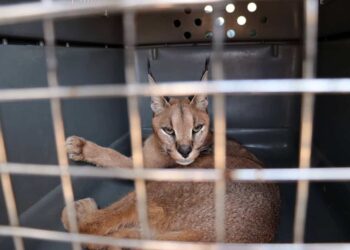 Ecologistas en Acción celebra el avance hacia un Listado Positivo que limitará la tenencia de animales silvestres en los hogares