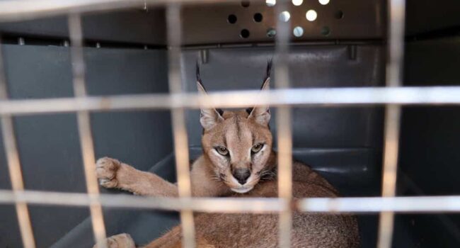 Ecologistas en Acción celebra el avance hacia un Listado Positivo que limitará la tenencia de animales silvestres en los hogares