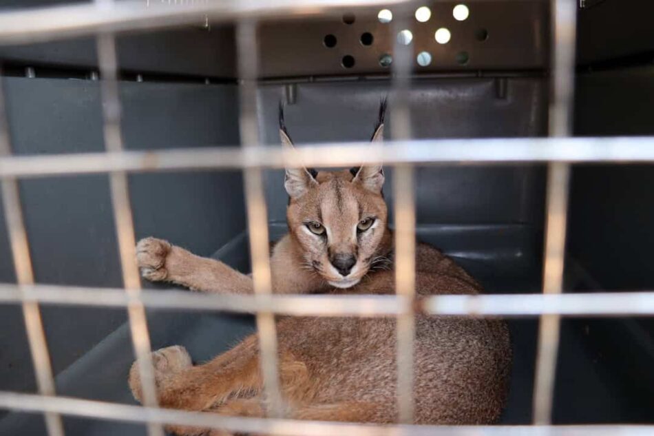 Ecologistas en Acción celebra el avance hacia un Listado Positivo que limitará la tenencia de animales silvestres en los hogares