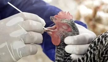 EE.UU. registra primera muerte de persona infectada con la cepa H5N5 de gripe aviar