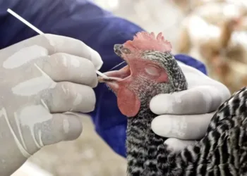 EE.UU. registra primera muerte de persona infectada con la cepa H5N5 de gripe aviar