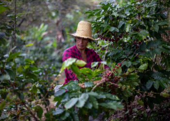 El sector cafetero produce más de 860 millones de dólares en Nicaragua