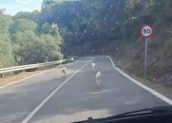 PACMA denuncia que cuatro perros de una rehala escapados de una cacería en Córdoba pudieron provocar un accidente de tráfico